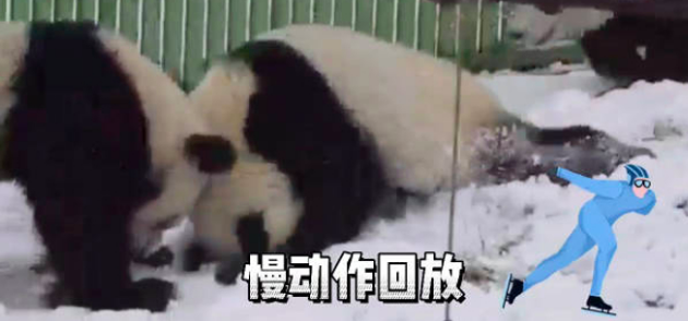 秦岭真墩墩已开始备战2026?