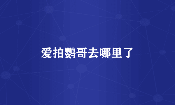 爱拍鹦哥去哪里了