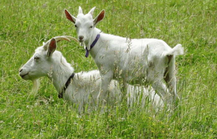 反哺之私什么生肖