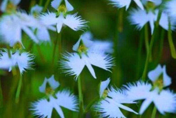 杜拉克草与天椎是怎样的故事？