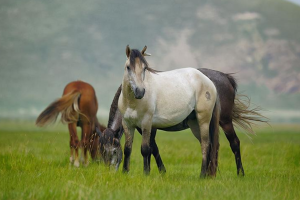 大打出手打一动物生肖