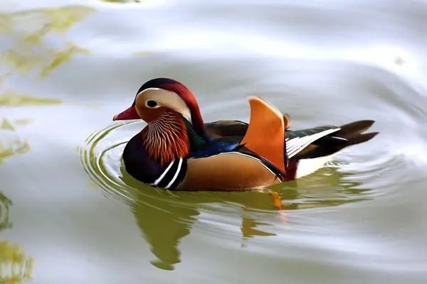 鸳鸯戏水打一一生肖，是什么呢？