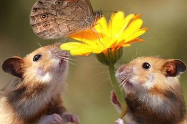 担惊受怕指什么生肖