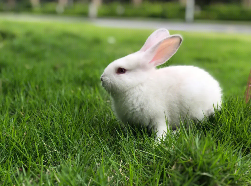 老师的兔子又大又好吃英语