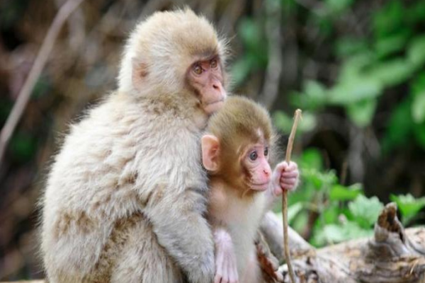 十轮霜影转庭梧打一生肖