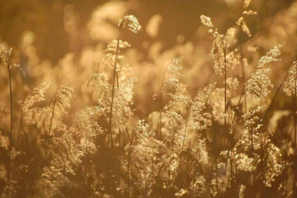 十轮霜影转庭梧打一生肖