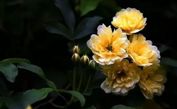 一什么花，一什么花，一什么花？