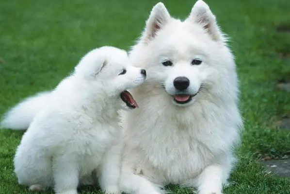 反哺之私打一准确生肖