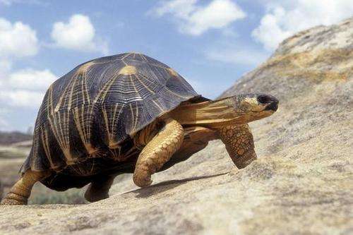乌龟离家出走74天只走了200米,乌龟外出有何风险?