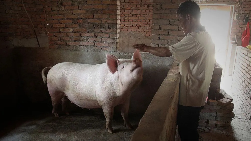 山西洪灾幸存的猪坚强被扑杀,事情的始末究竟是怎样的?