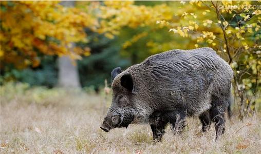 野猪受惊吓撞翻铁门越过围墙，此次事故中造成的损失应由谁来承担？