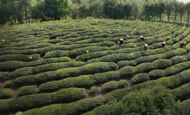 安徽黄山快递小哥卖20万斤茶救活一座厂，这位快递小哥怎么做到的？