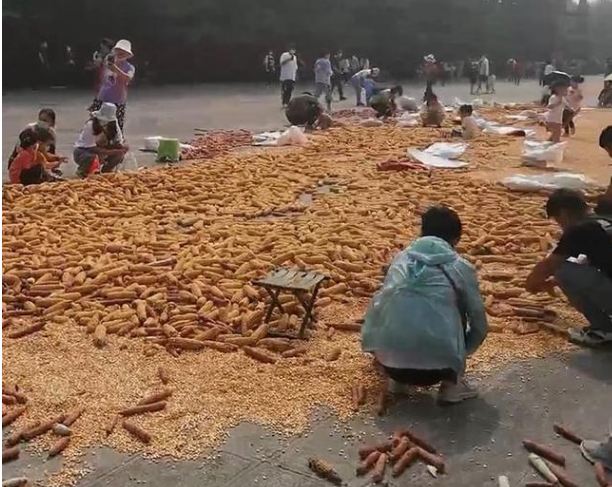 白马寺遇丰收,游客帮僧人剥玉米,游客们为何会这么做?