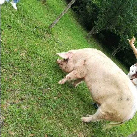 山西洪灾幸存的猪坚强被扑杀,事情的始末究竟是怎样的?