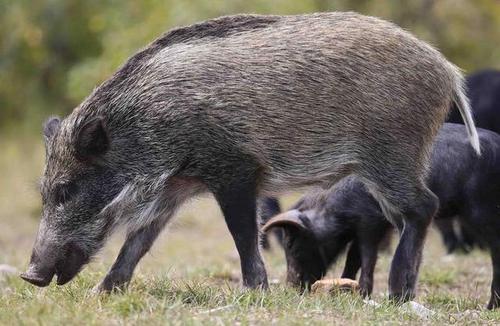 野猪受惊吓撞翻铁门越过围墙，此次事故中造成的损失应由谁来承担？