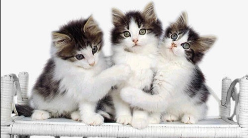 市场待宰活猫被解救后查出猫瘟,猫瘟是否会传染给人类?