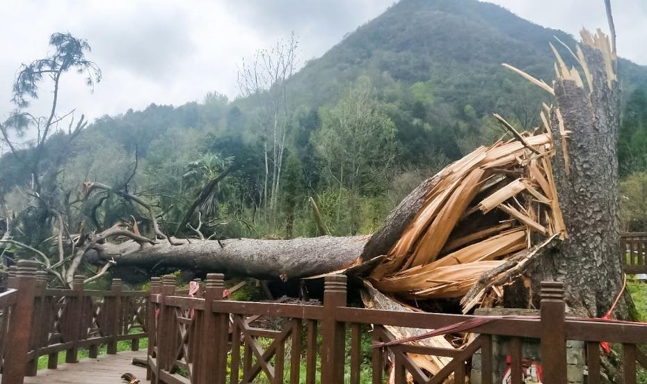 被大风刮倒夫妻古树树龄达450岁吗？