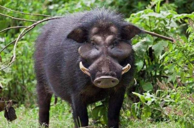 野猪受惊吓撞翻铁门越过围墙，此次事故中造成的损失应由谁来承担？