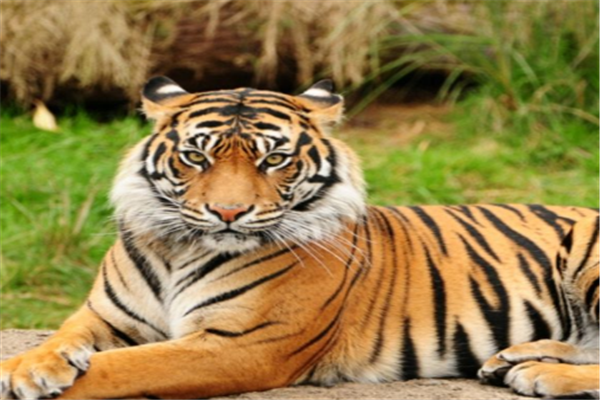 女子下班途中偶遇东北虎，发现野生动物的第一时间你会做什么？