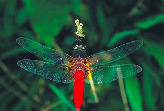红腹异蜻是什么动物？