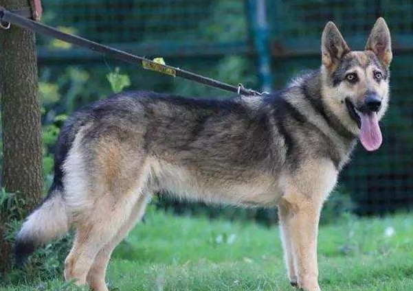 关于武汉动物园的狼园里出现大黄狗一事，官方是如何回应的？