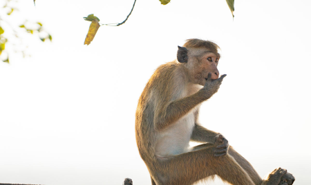 书香铜臭形容什么动物生肖和动物