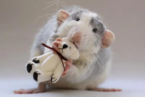 视而不见是什么生肖?