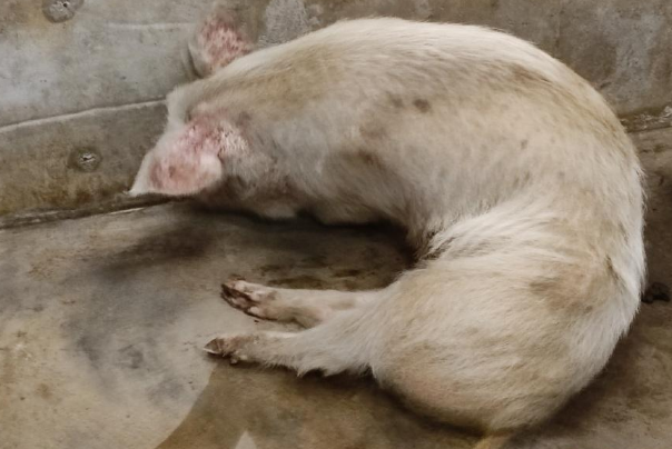 博物馆考虑对猪坚强实施安乐死，猪坚强这个名字是怎么来的？