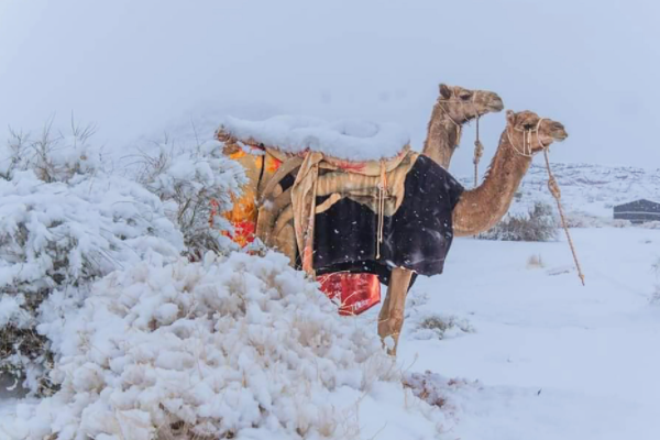 骆驼在撒哈拉沙漠雪中漫步，此次降雪给沙漠带来了哪些好处？