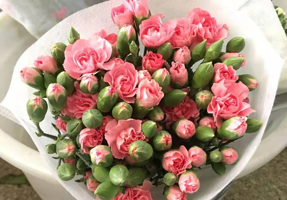 康乃馨价格比去年母亲节上涨近150%,这是受哪些因素所影响?