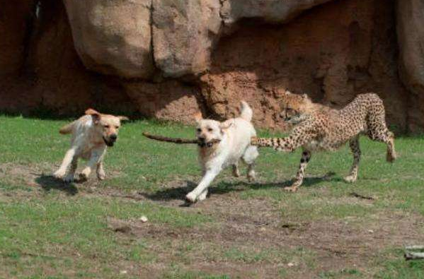 关于武汉动物园的狼园里出现大黄狗一事，官方是如何回应的？