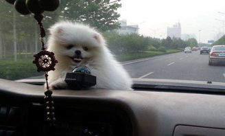 滞沪司机吃10天泡面喂副驾爱犬鸡蛋,这名司机的情况如何了?