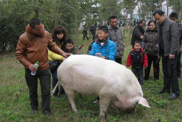 博物馆考虑对猪坚强实施安乐死,猪坚强这个名字是怎么来的?
