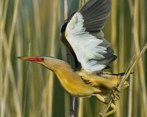 小鸟遇人僵直脖子伪装枯草，这种小鸟有什么形态特征？