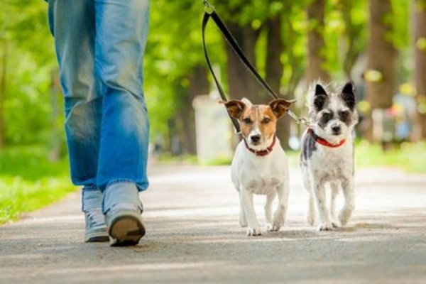 新华社五问安阳狗咬人事件，该事件的背后反映了哪些问题？