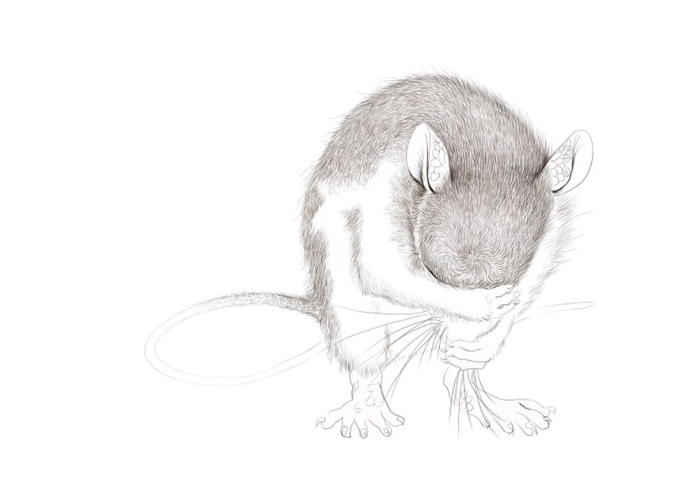 书香铜臭形容什么动物生肖和动物