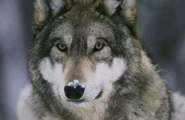 关于武汉动物园的狼园里出现大黄狗一事，官方是如何回应的？