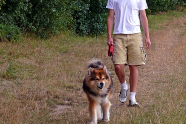 新华社五问安阳狗咬人事件,该事件的背后反映了哪些问题?