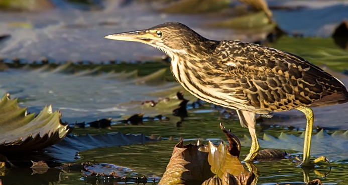 小鸟遇人僵直脖子伪装枯草，这种小鸟有什么形态特征？