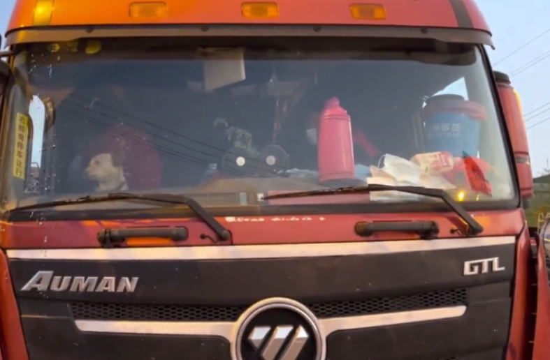 滞沪司机吃10天泡面喂副驾爱犬鸡蛋，这名司机的情况如何了？