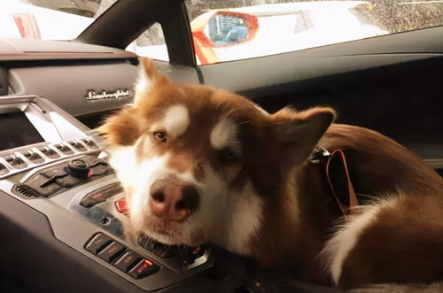 滞沪司机吃10天泡面喂副驾爱犬鸡蛋,这名司机的情况如何了?