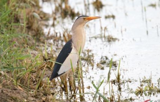 小鸟遇人僵直脖子伪装枯草，这种小鸟有什么形态特征？