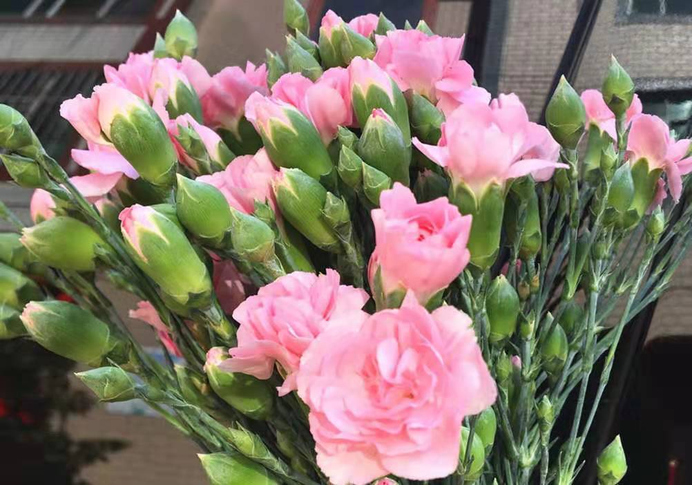 康乃馨价格比去年母亲节上涨近150%，这是受哪些因素所影响？