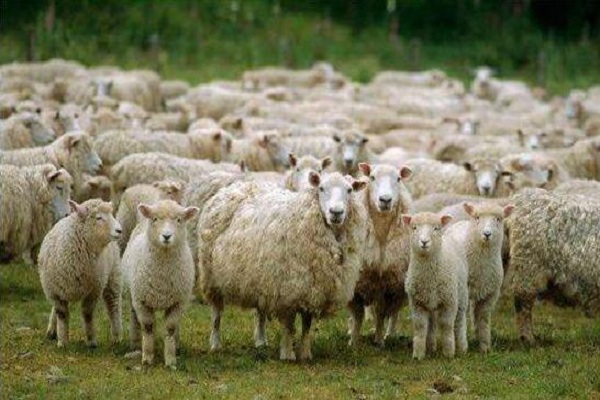 蒙古国正式启动三万只羊捐赠程序，这些羊何去何从？