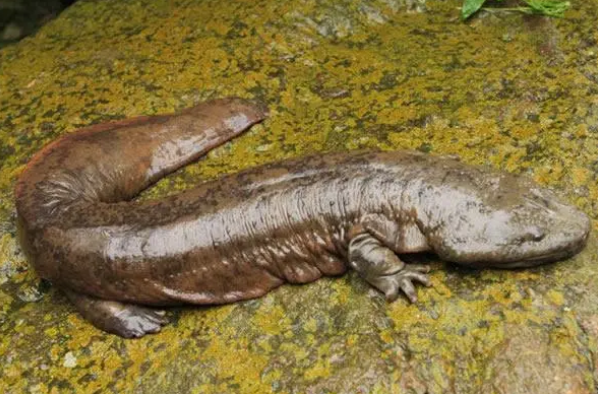 娃娃鱼是人类祖先吗