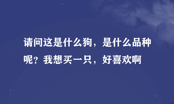 请问这是什么狗，是什么品种呢？我想买一只，好喜欢啊