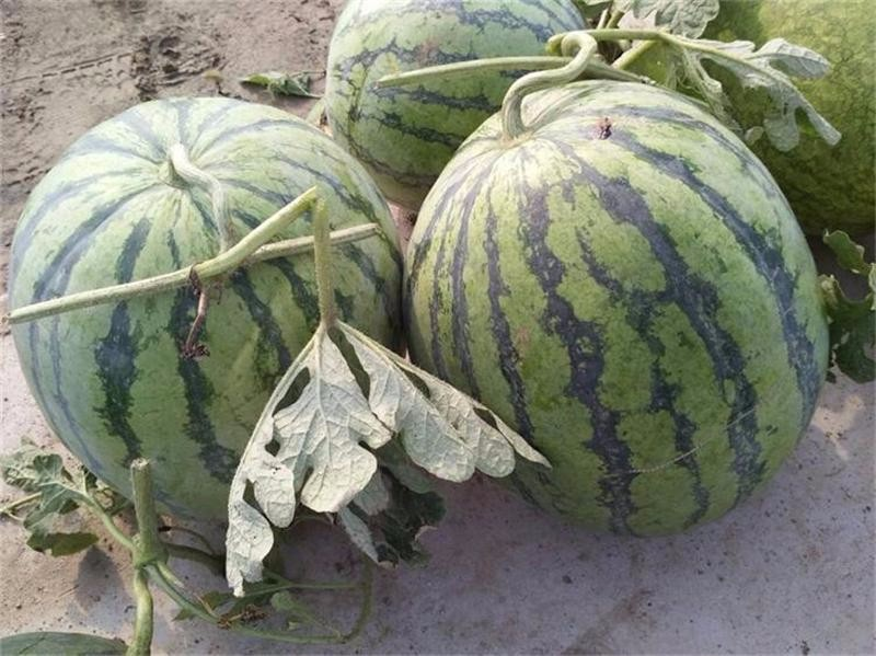 上海浦东120万斤西瓜滞销，瓜农哭诉求助，如何才能帮助这些瓜农？