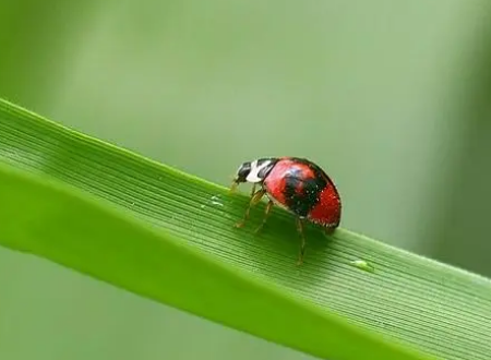 你知道昆虫的哪些秘密？