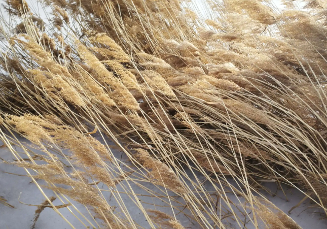 衰草连天是什么意思解释