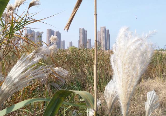 衰草连天是什么意思解释